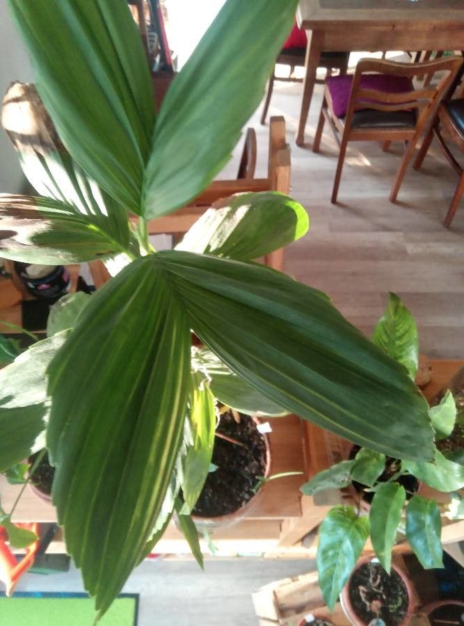 Chamaedorea stolonifera — search result for 'Chamaedorea'