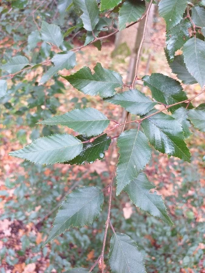 Carpinus kawakamii — difficulty easy houseplant