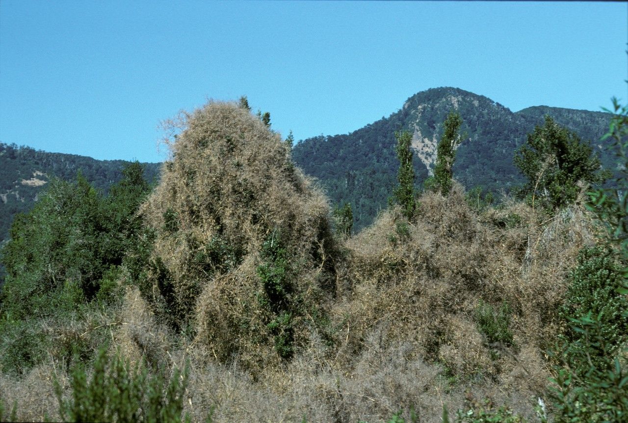 Chusquea macrostachya — related species from the same genus