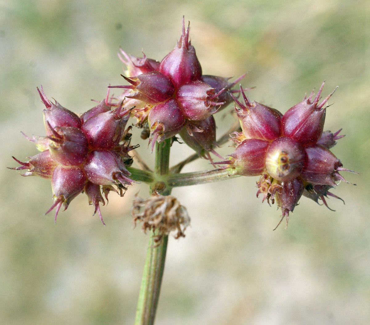 Oenanthe globulosa fruit