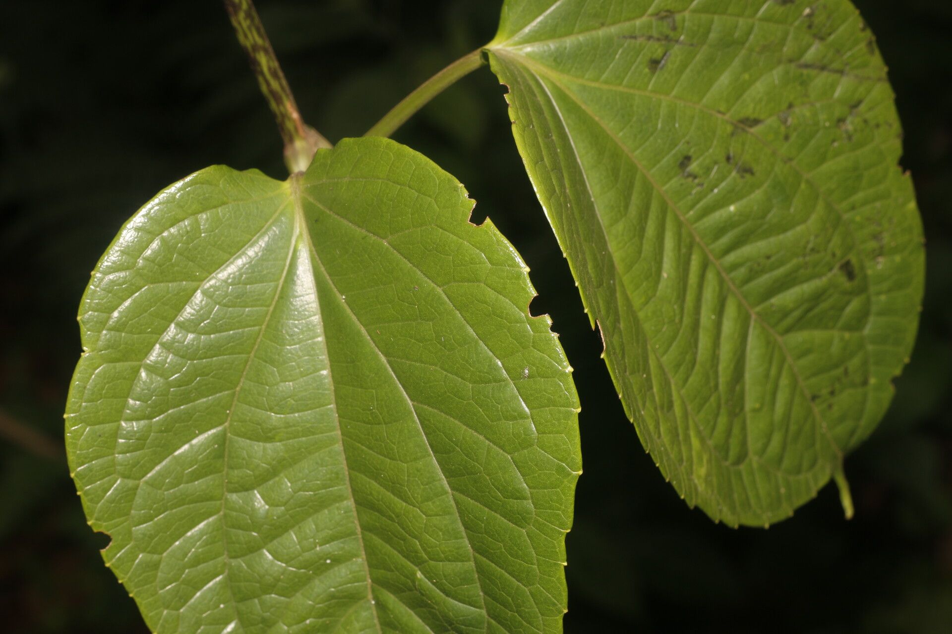 Mikania tonduzii — houseplant care guide