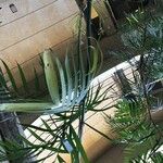 Chamaedorea seifrizii