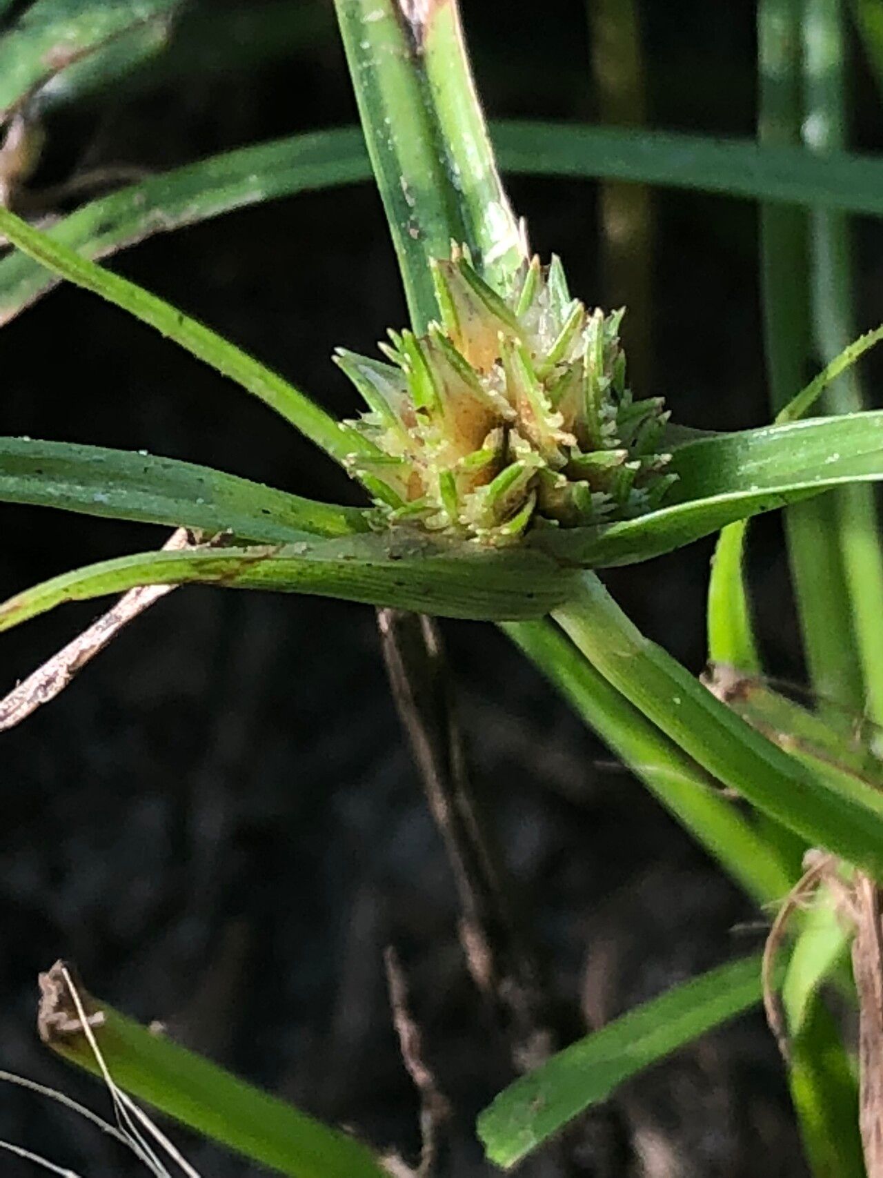 Cyperus metzii flower