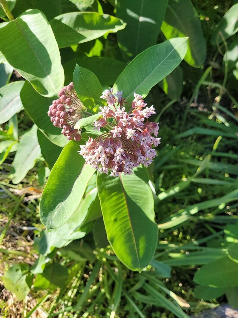 Asclepias sullivantii flower