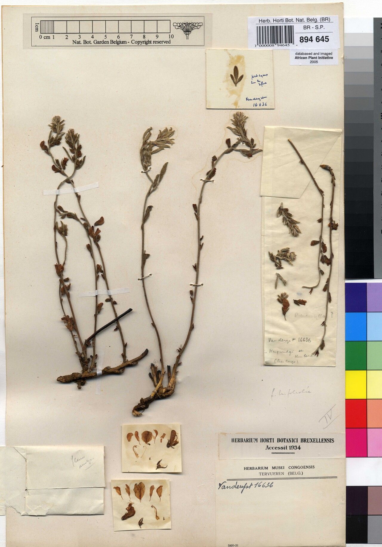 Rhynchosia axilliflora — houseplant care guide