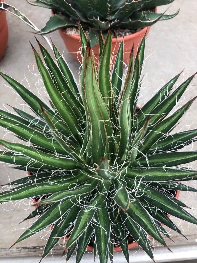 Agave seemanniana — search result for 'Agave'