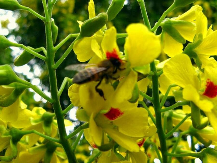 Caesalpinia echinata flower