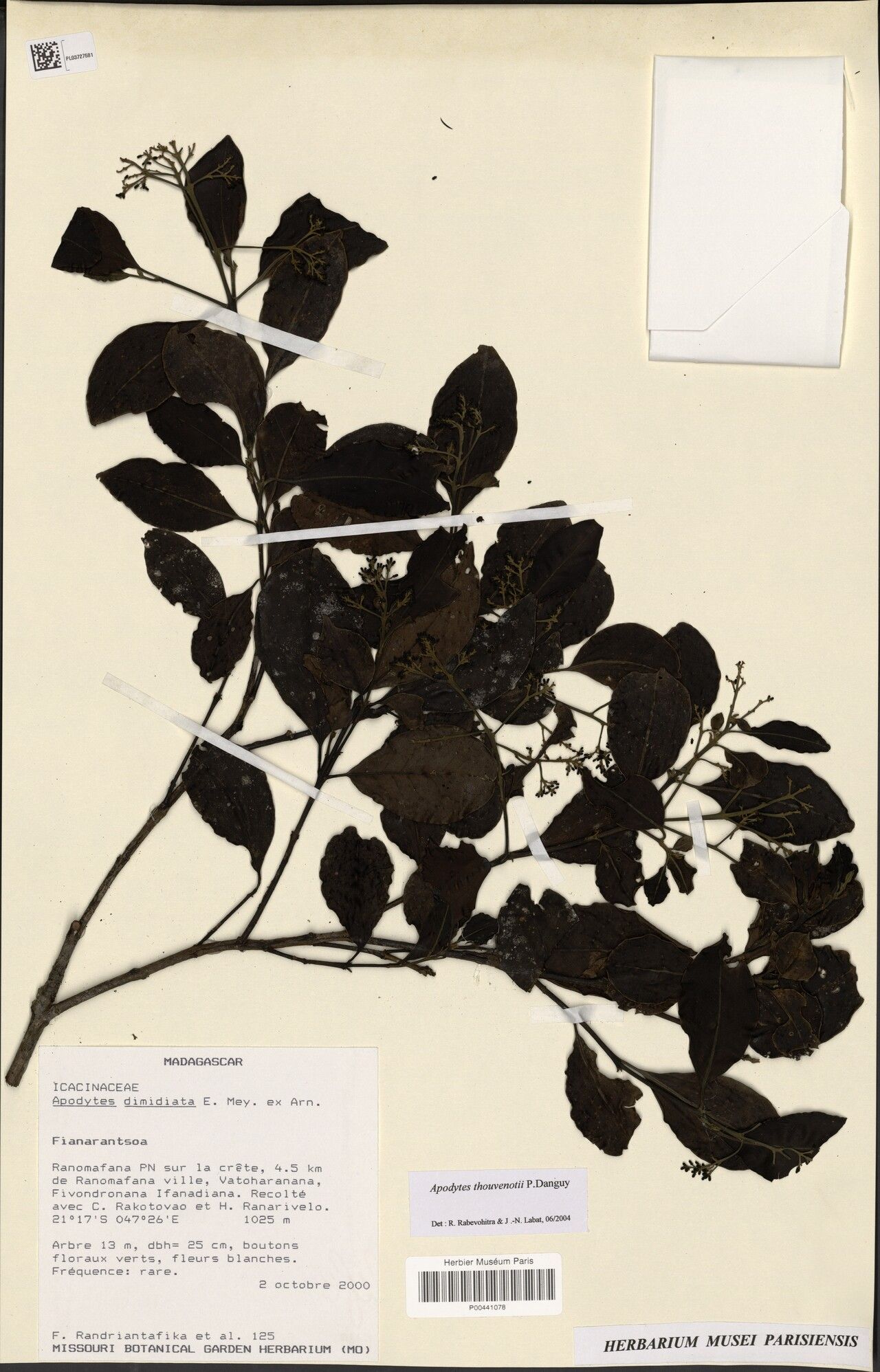 Apodytes thouvenotii — related species from the same genus