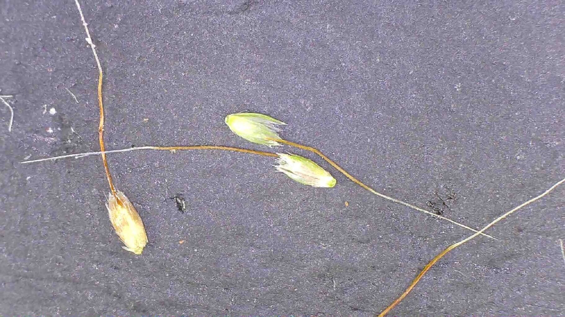 Gastridium phleoides flower