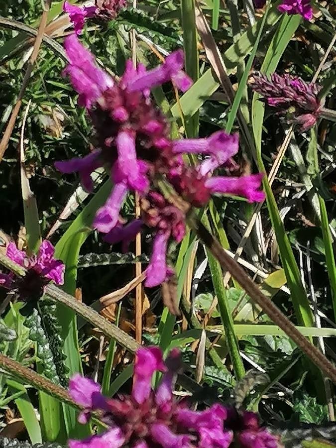 Stachys officinalis flower