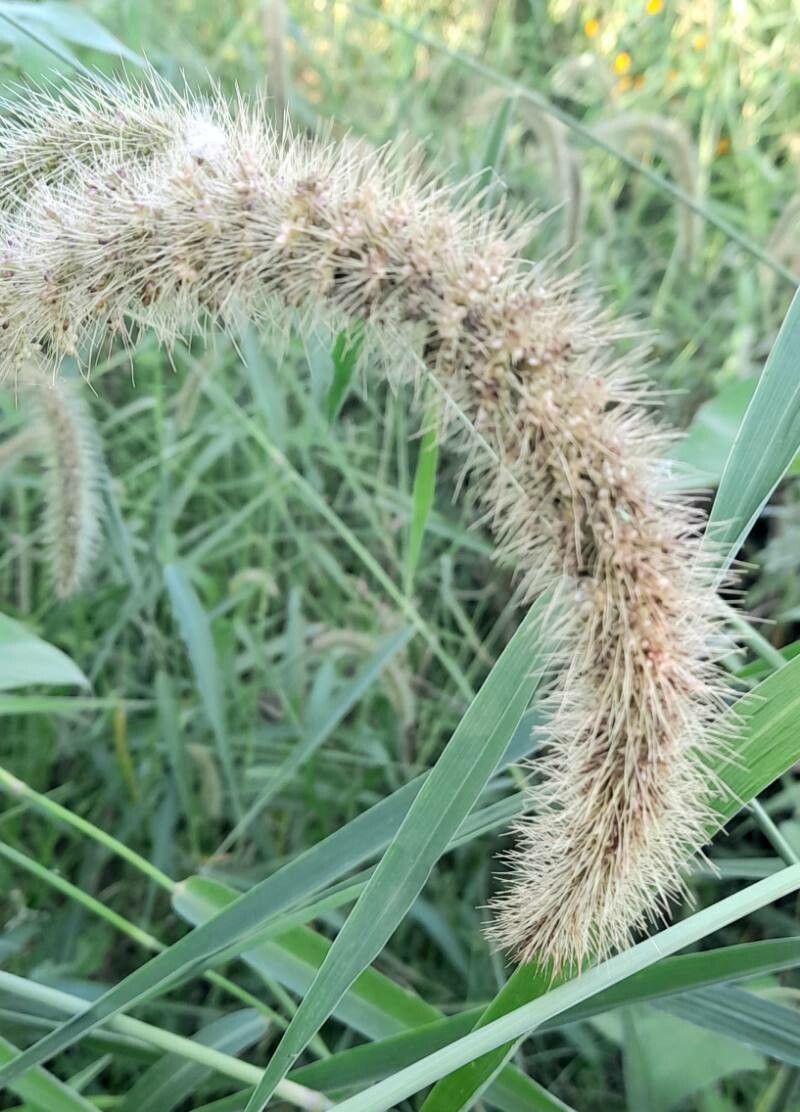 Setaria magna fruit