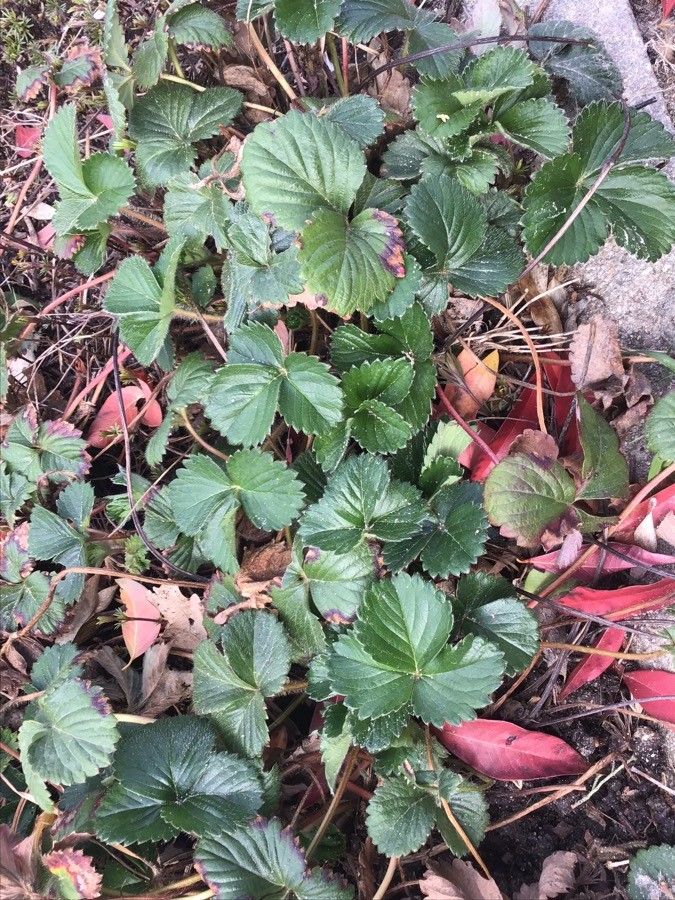 Fragaria × ananassa