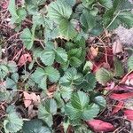 Fragaria × ananassa