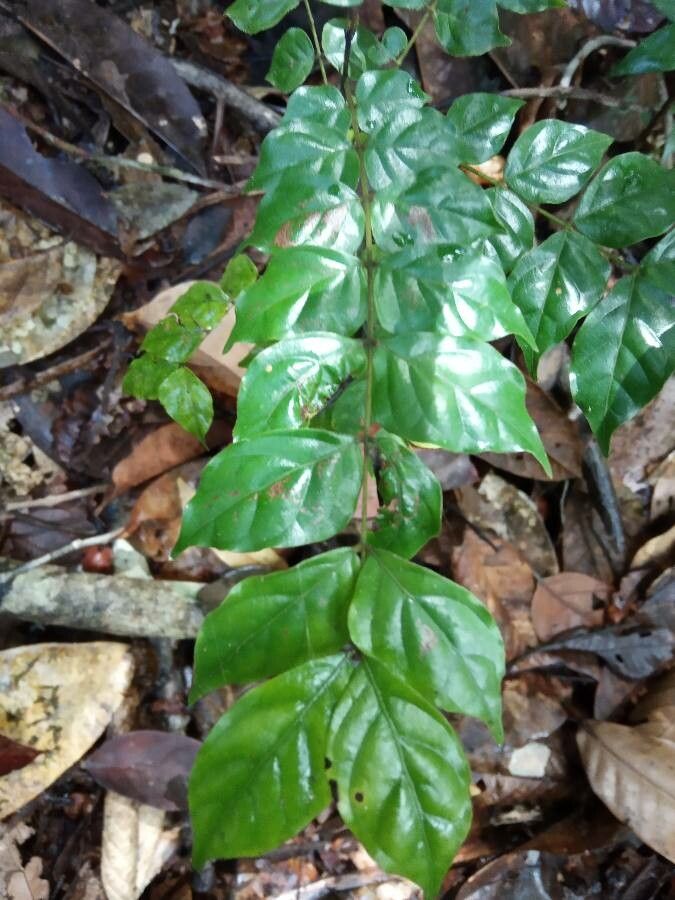 Tachigali melinonii leaf