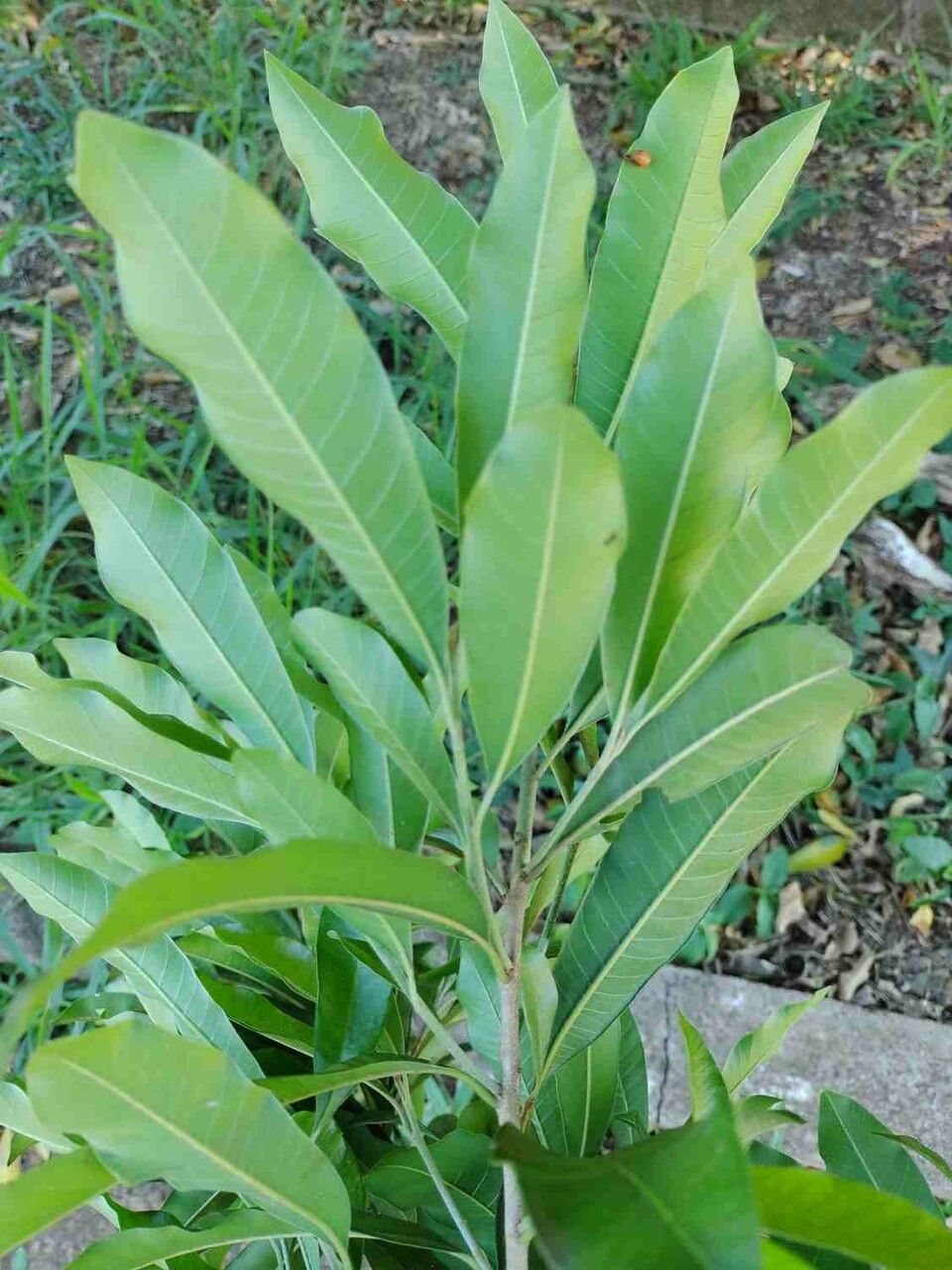 Chrysophyllum gonocarpum leaf