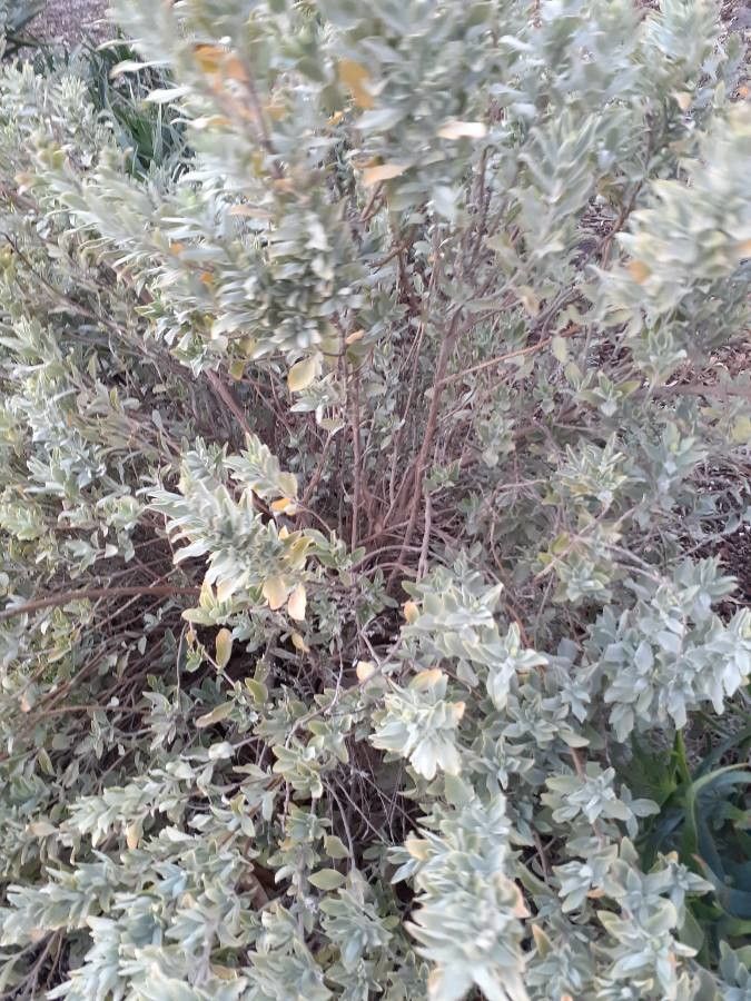 Salvia dolomitica leaf