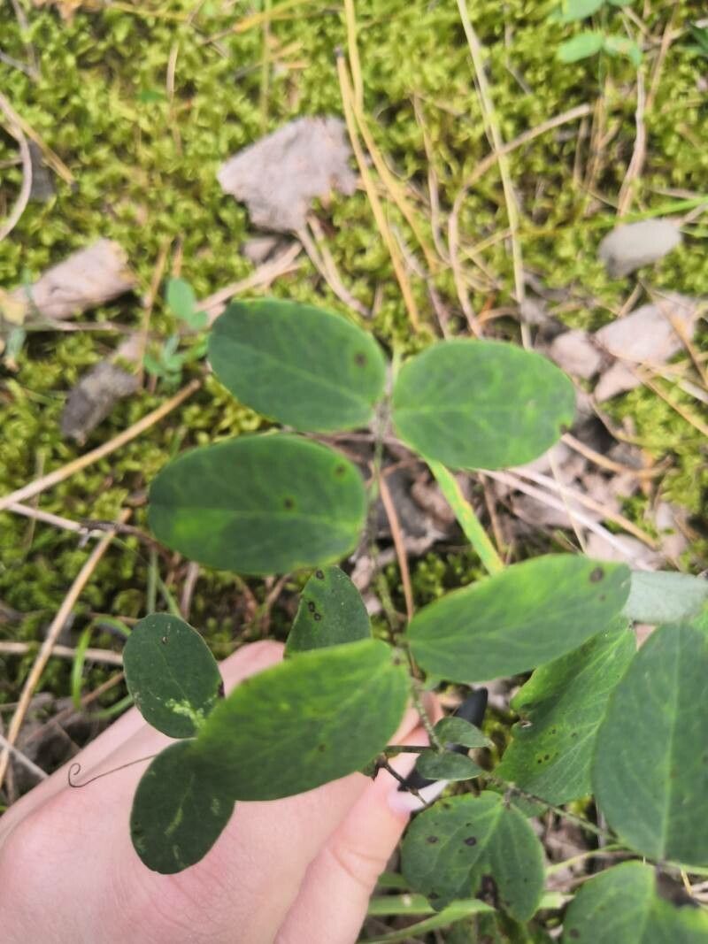 Symphoricarpos mollis leaf