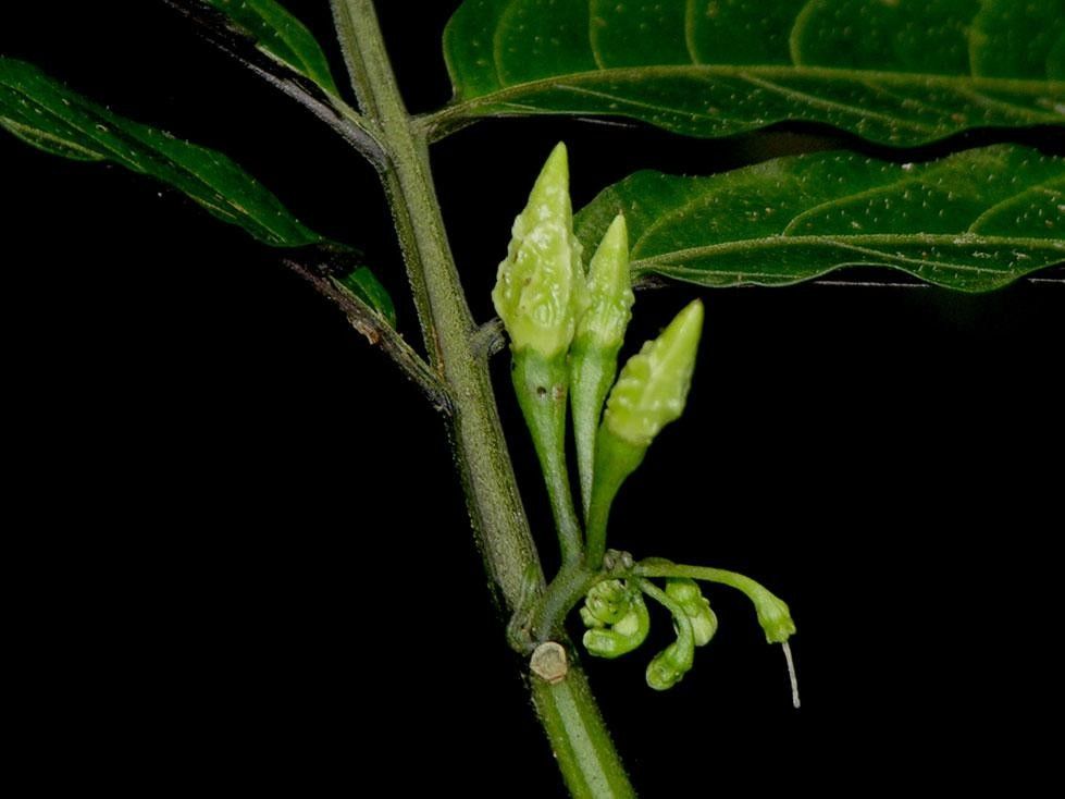 Solanum trizygum bark
