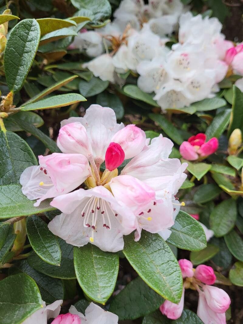 Rhododendron wiltonii flower