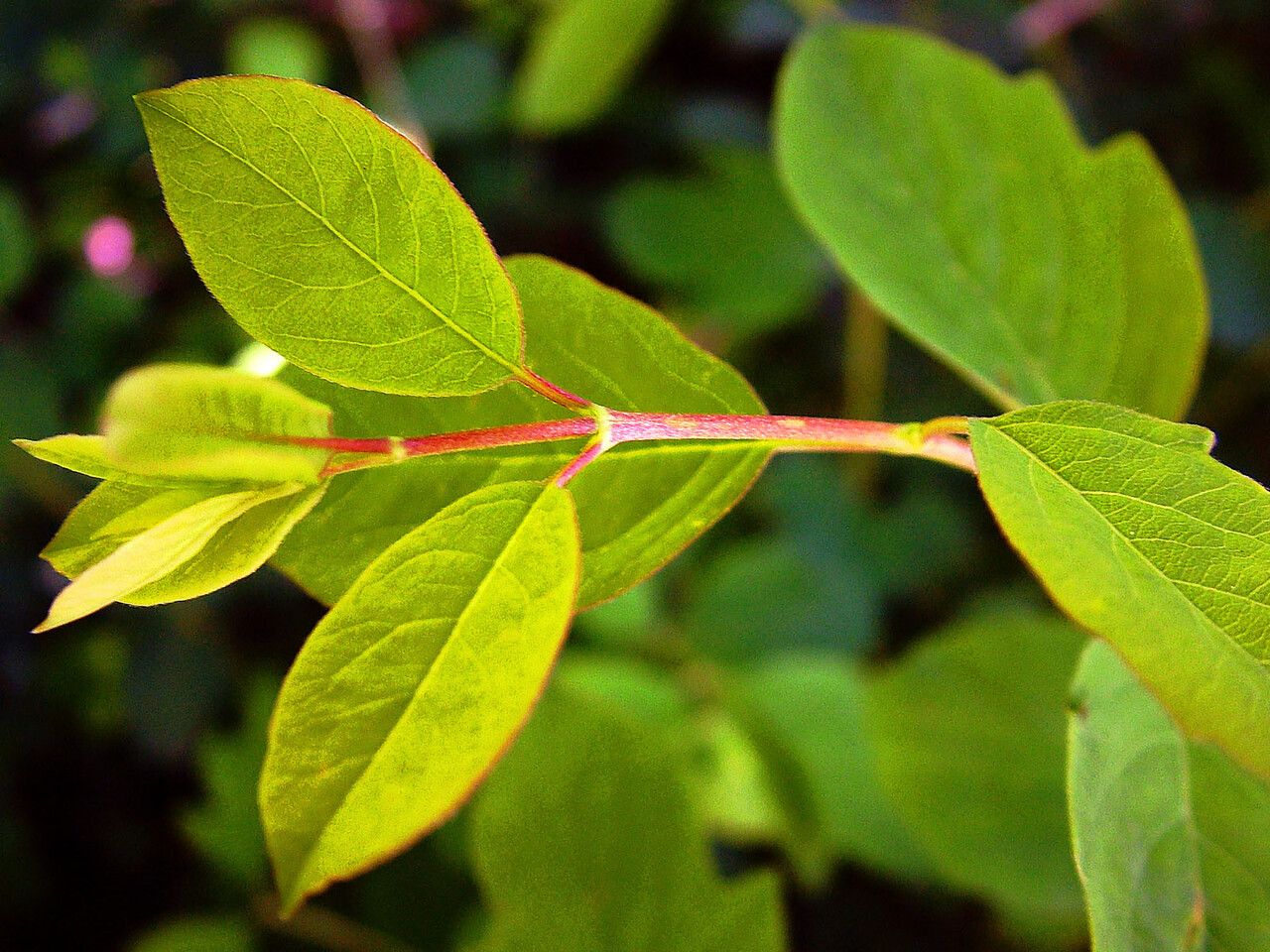 Vaccinium ovalifolium — search result for 'Alaska'