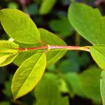 Vaccinium ovalifolium