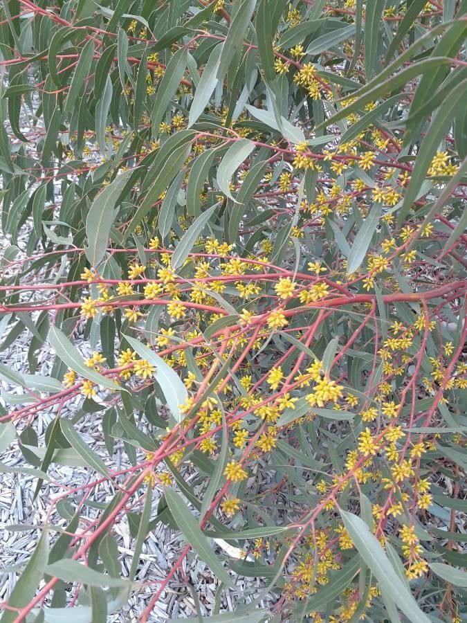 Eucalyptus brockwayi — search result for 'Eucalyptus'