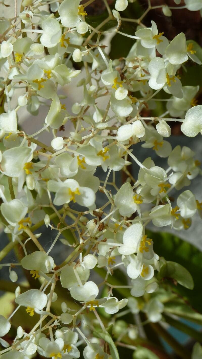 Begonia convolvulacea flower