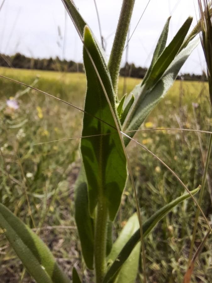 Neslia paniculata — search result for 'Brassicaceae'