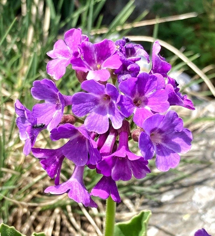Primula latifolia flower