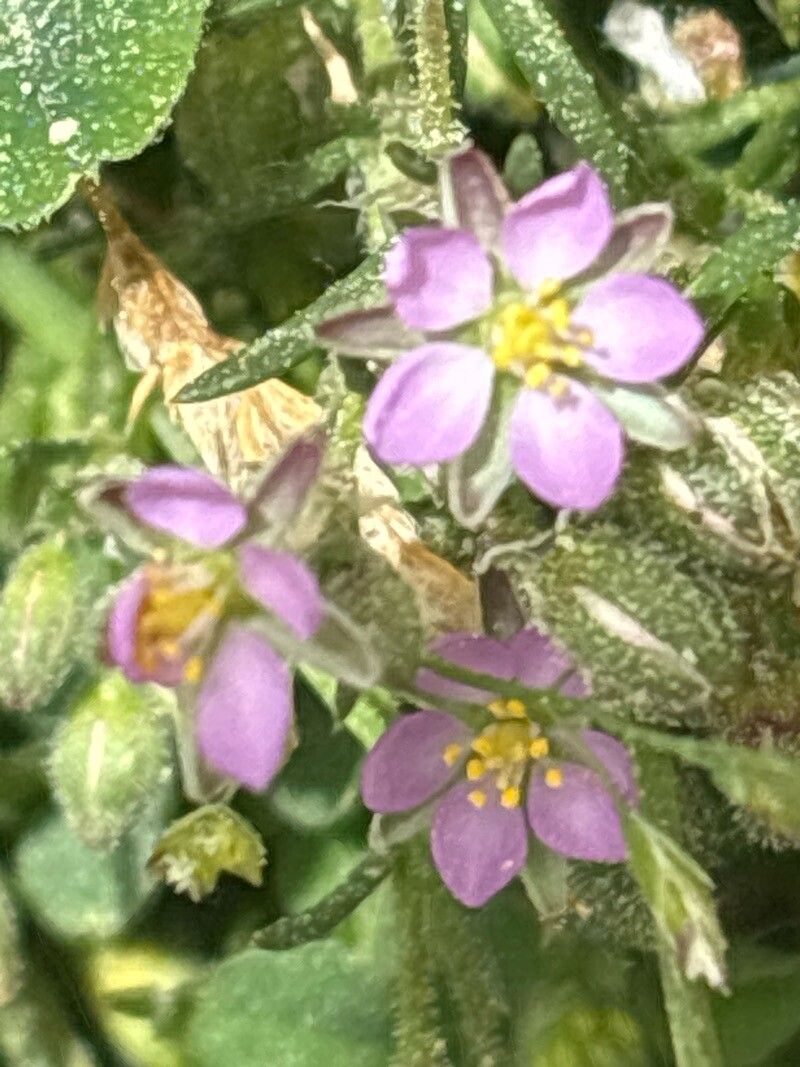 Spergularia capillacea flower