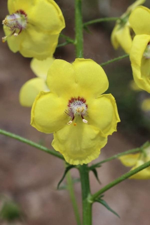 Verbascum roripifolium flower