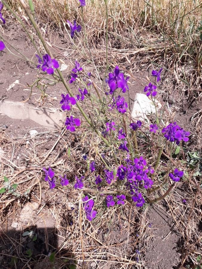 Consolida orientalis habit