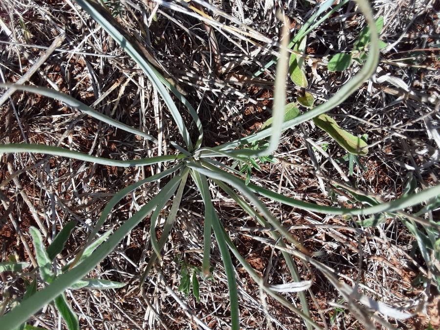 Bulbine abyssinica — search result for 'Eritrea'