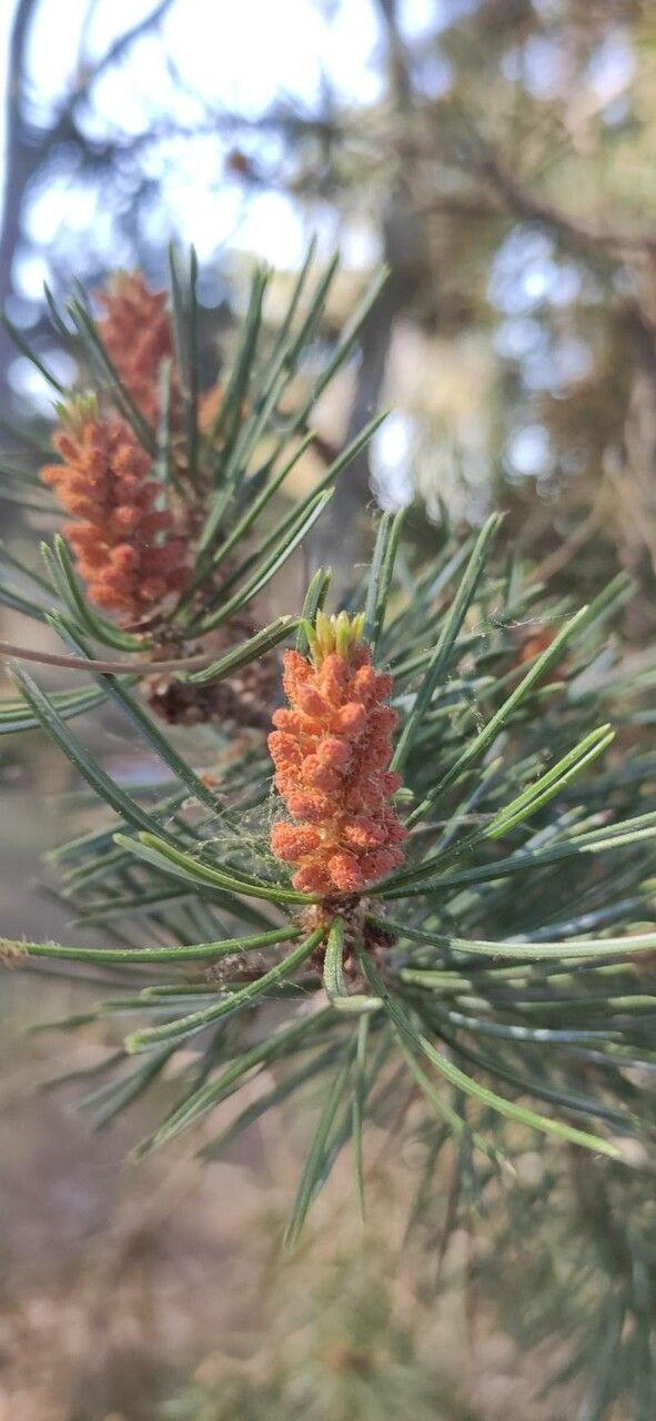 Pinus edulis flower