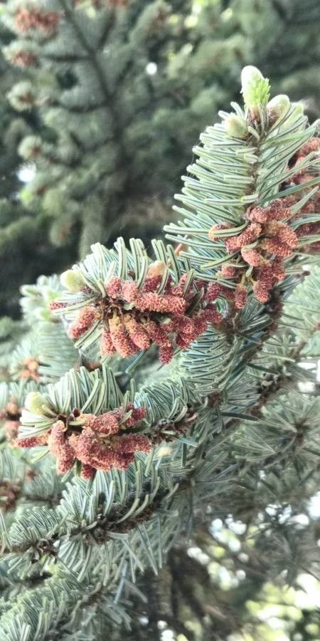 Abies nordmanniana flower