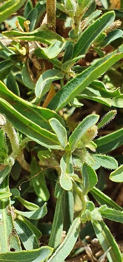 Barleria argentea leaf