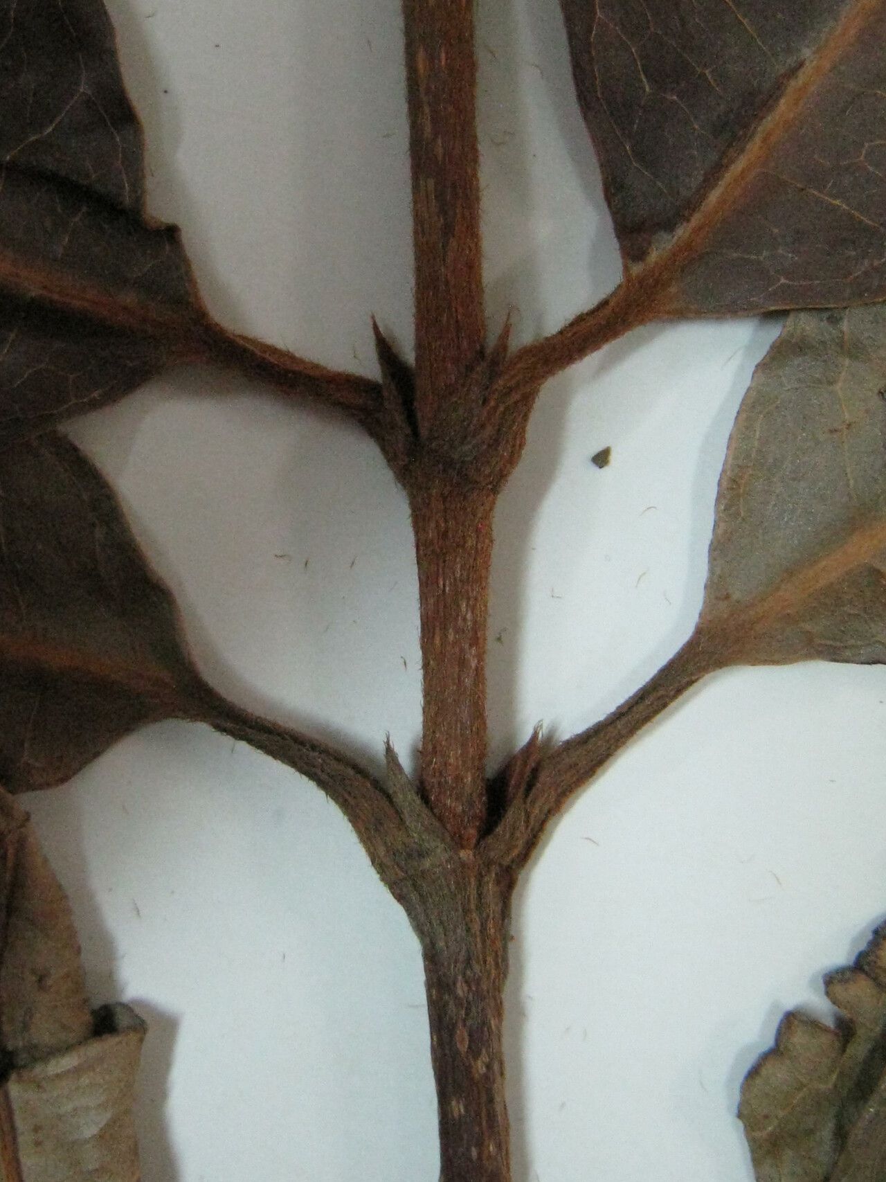 Spachea elegans other