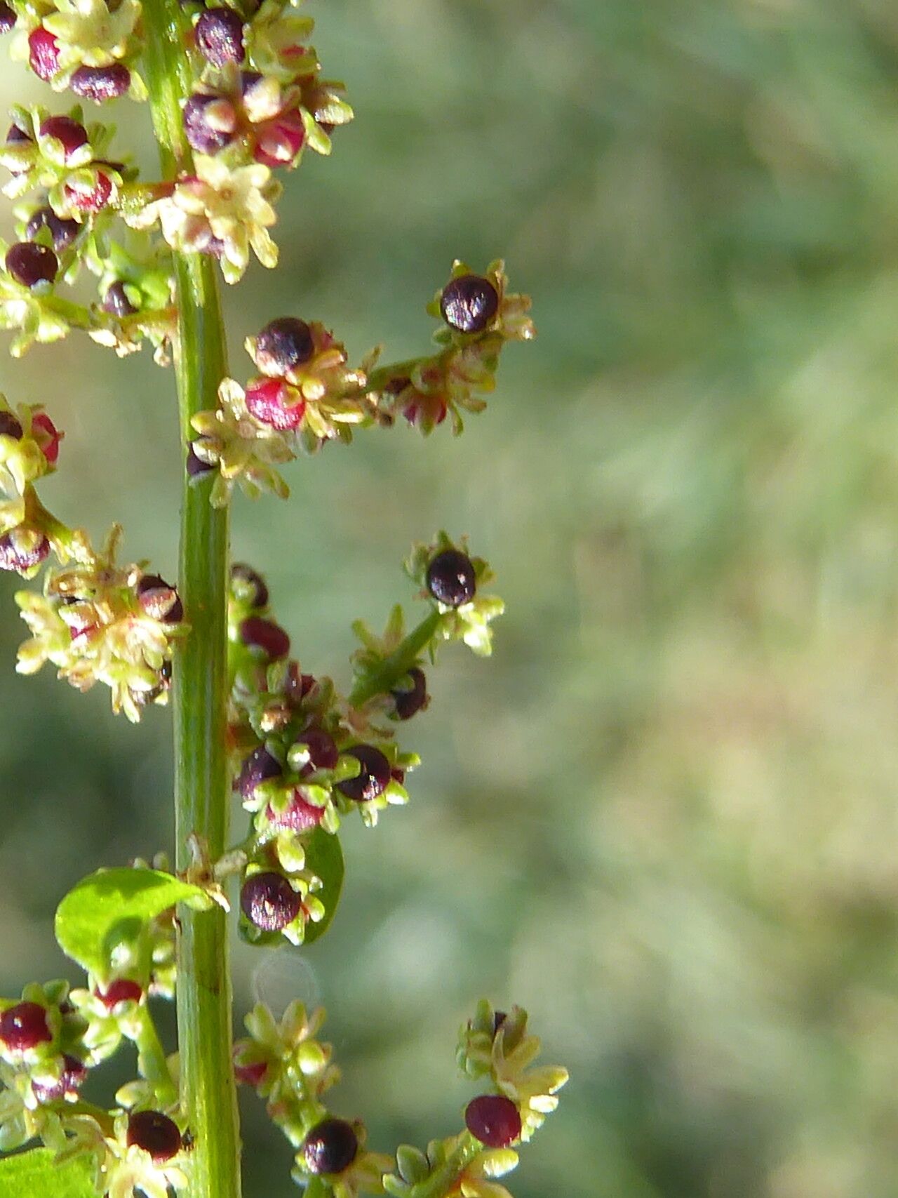 Lipandra polysperma fruit
