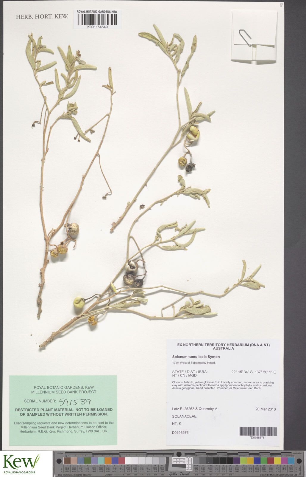 Solanum tumulicola — houseplant care guide