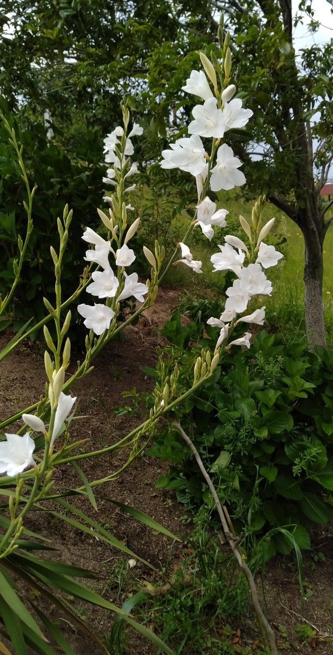 Watsonia borbonica habit