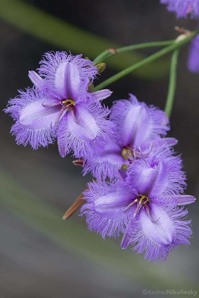 Thysanotus sparteus — related species from the same genus