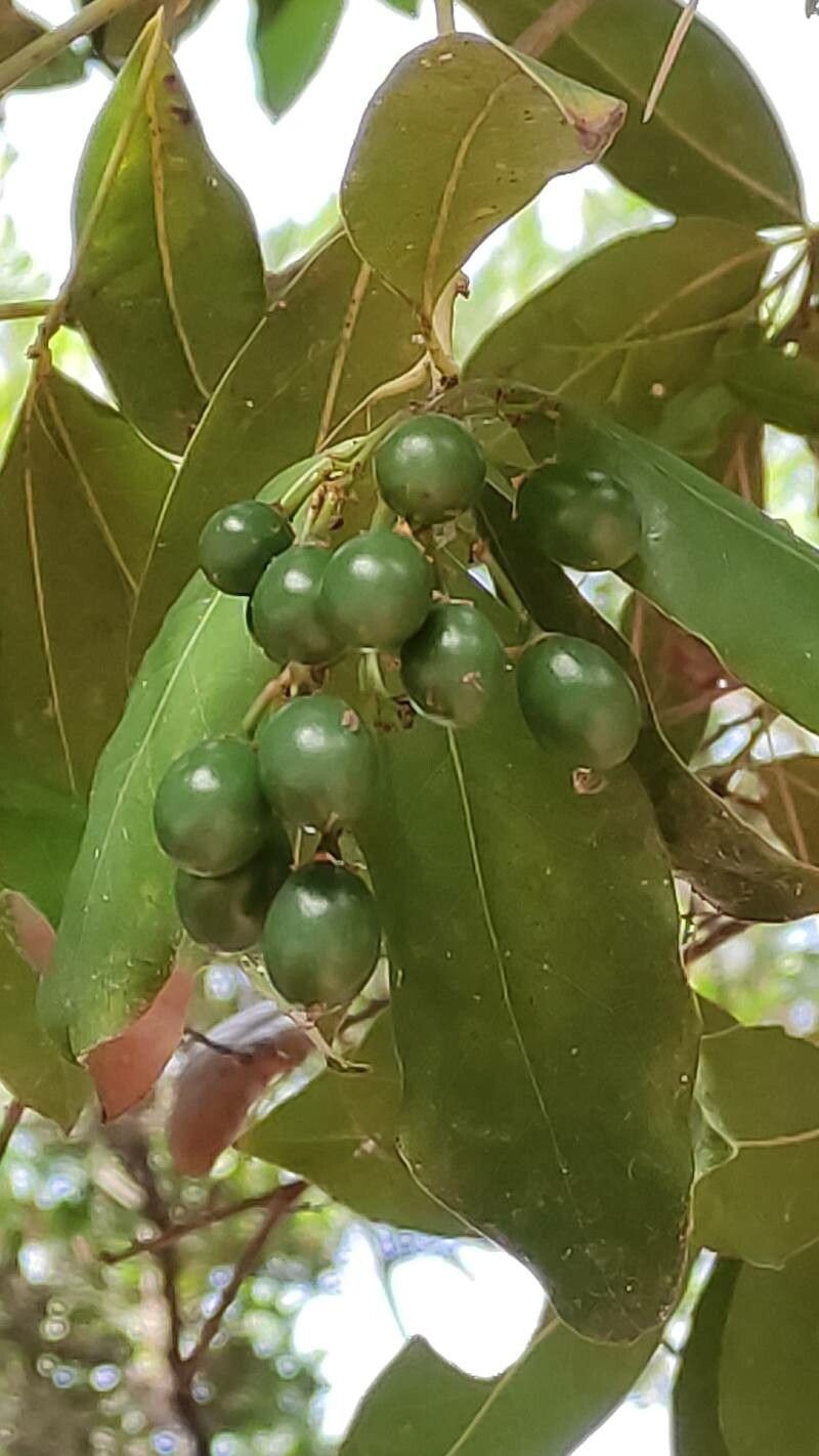 Persea barbujana fruit