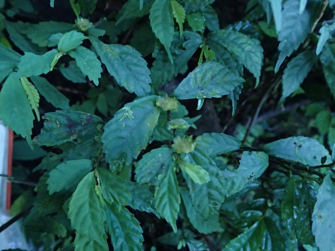 Elatostema thomense — houseplant care guide