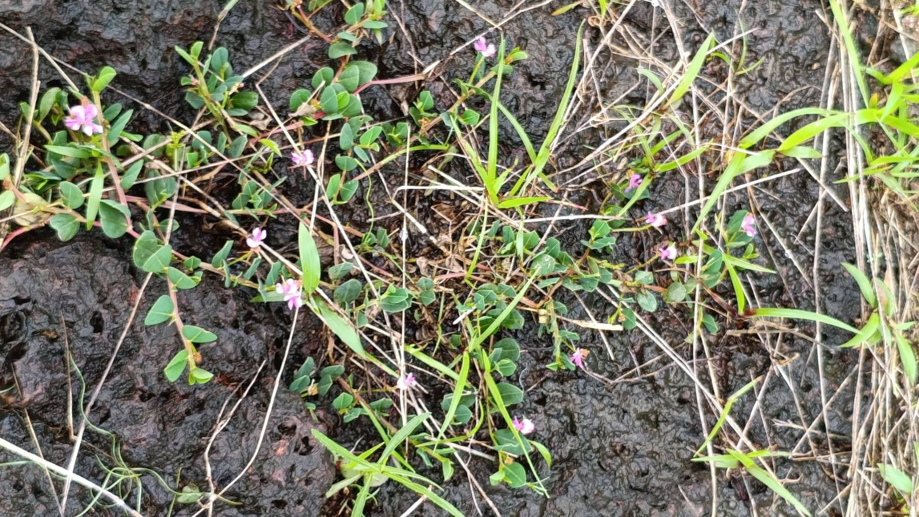 Indigofera dalzelliana habit
