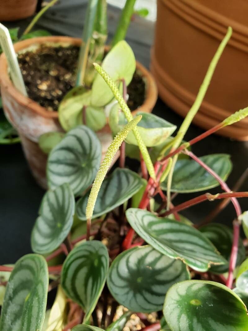 Peperomia griseoargentea flower