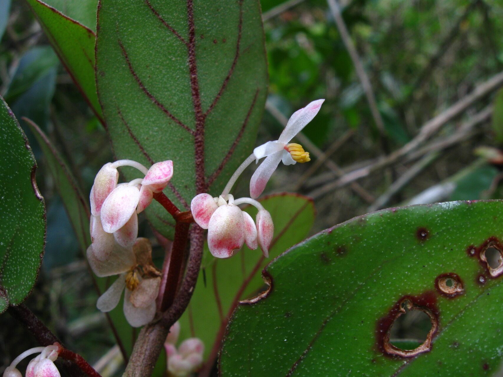 Begonia kisuluana flower