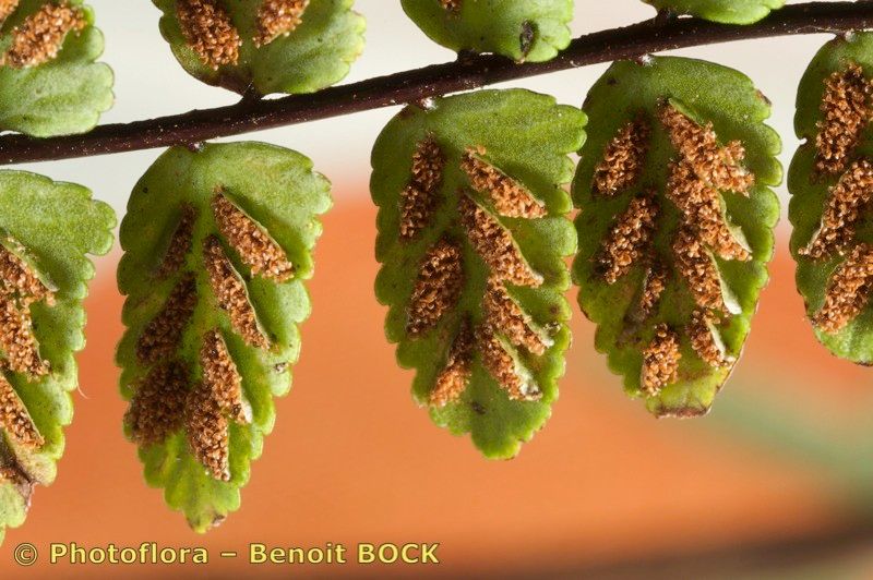 Asplenium azoricum fruit