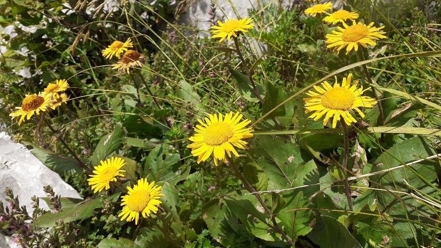Telekia speciosissima leaf