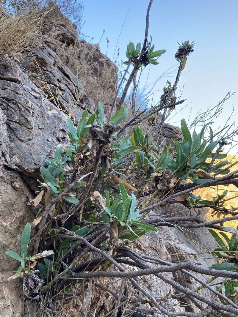 Bupleurum gibraltarium habit