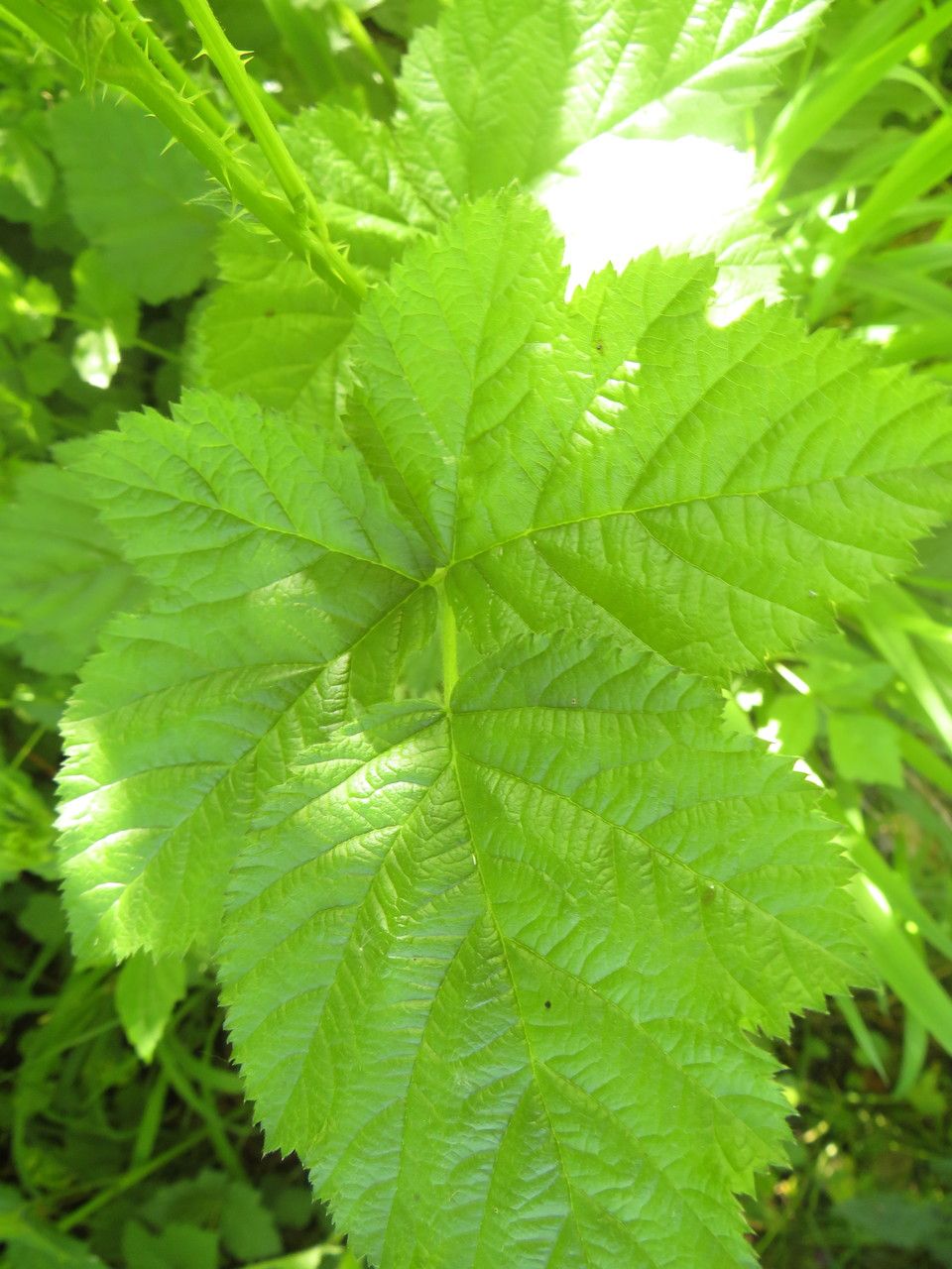 Rubus venetorum — houseplant care guide